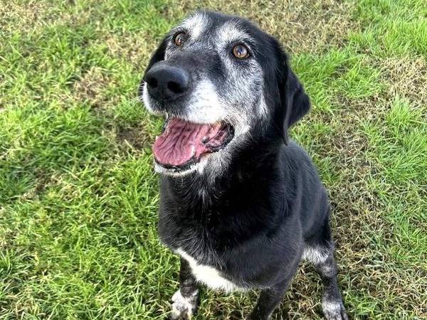 Adotta il cane Margherita a Latina