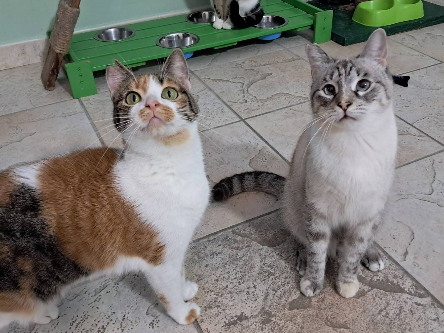 Adotta un gatto, femmina, 1 anno e 5 mesi , Bari