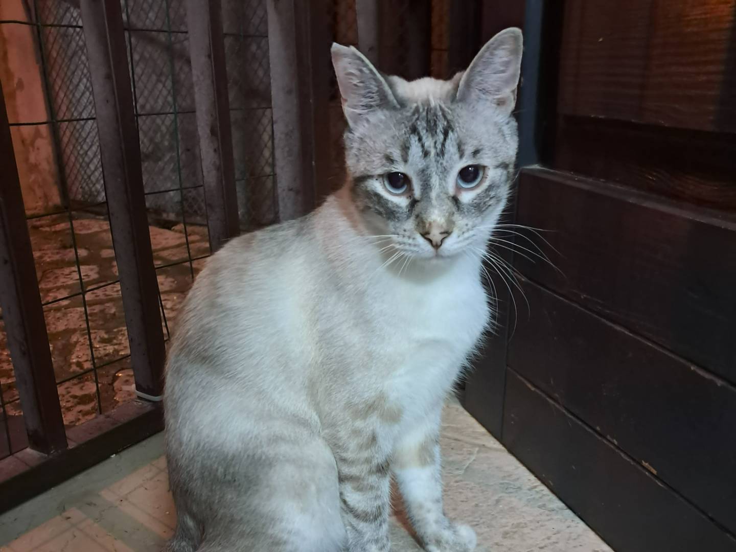 Vuoi adottare un gatto a Bari?