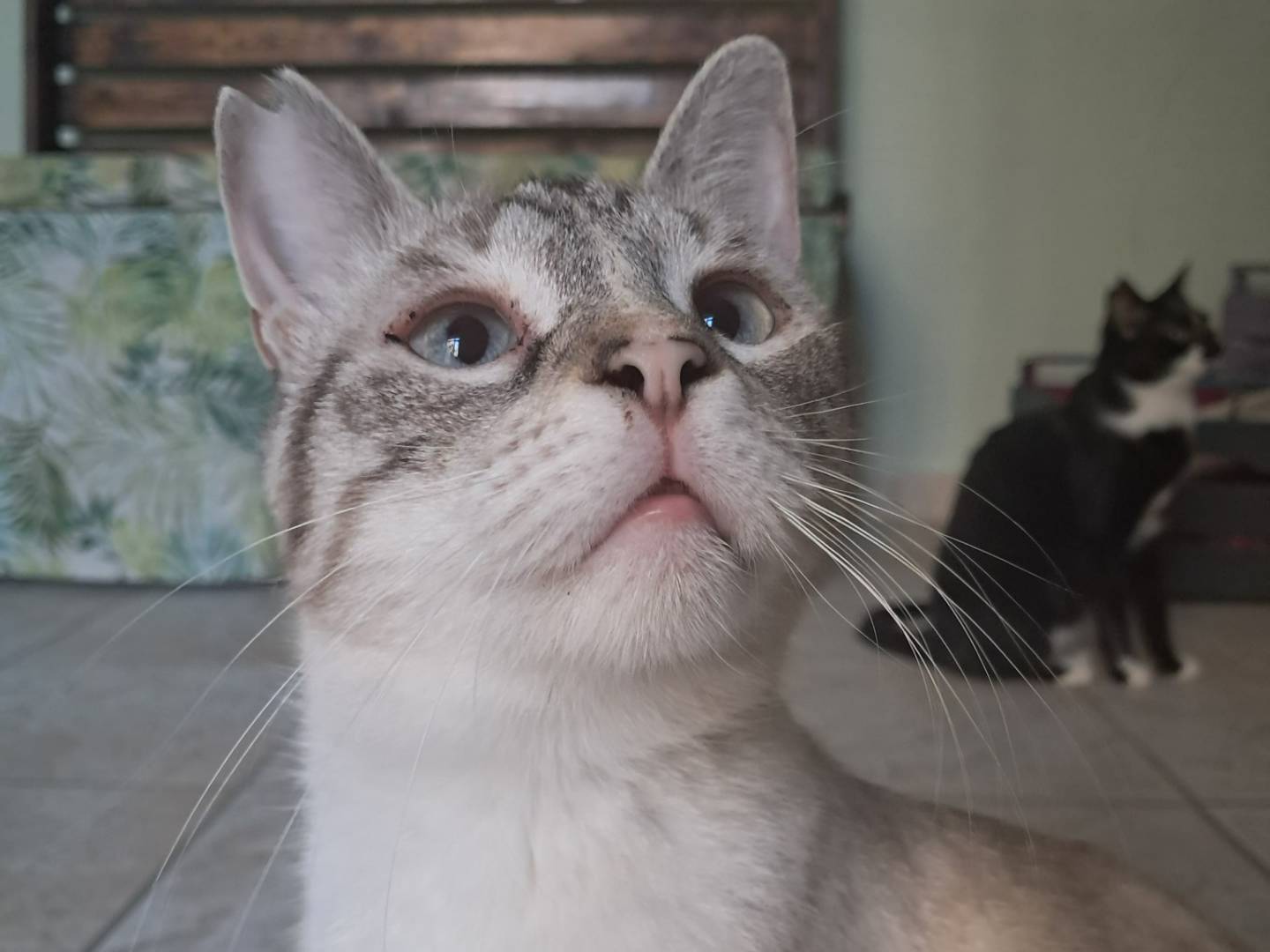 Adotta il gatto Cherì a Bari