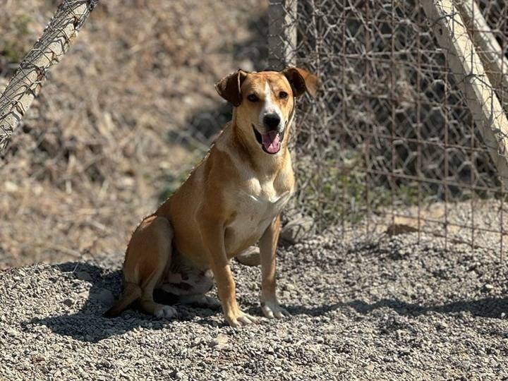 Foto 3 dell'animale