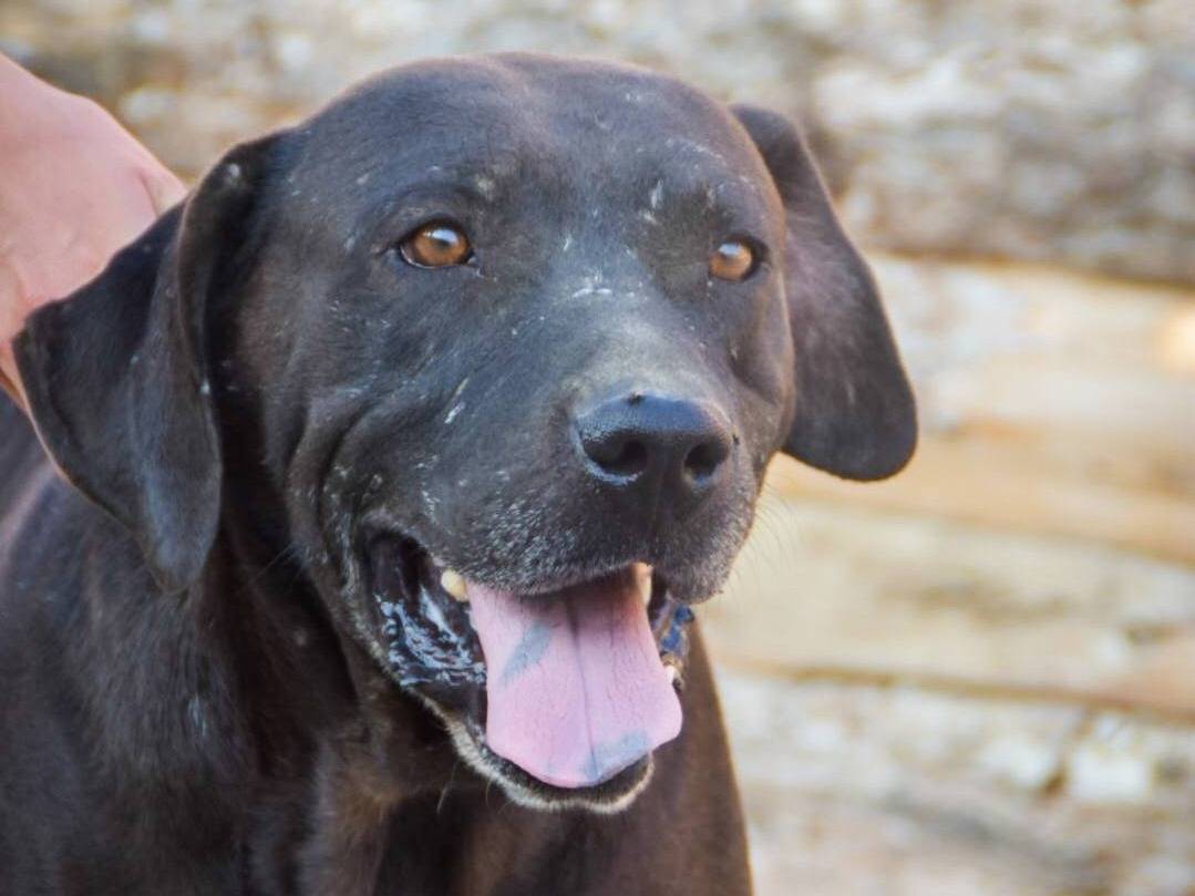 Adozione cane, maschio, Pitbull Razza sconosciuta, 8 anni e 10 mesi, taglia gigante, Crotone