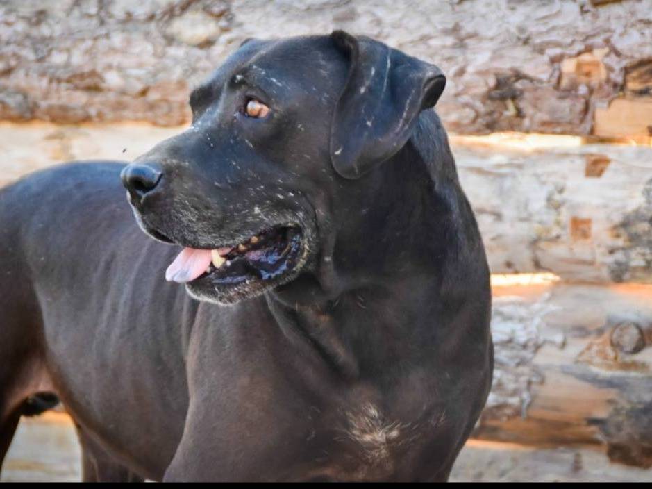 Adotta un cane, maschio, 8 anni e 10 mesi, Crotone