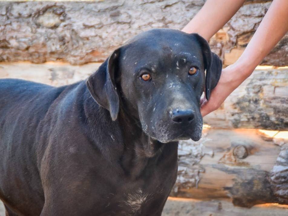 Adotta un cane, taglia gigante, maschio, Crotone