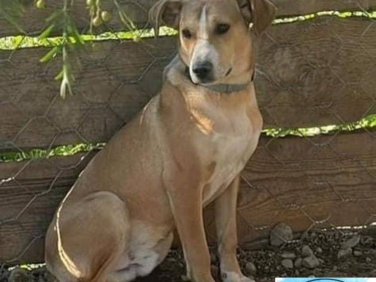 Adozione cane, maschio, Razza sconosciuta Razza sconosciuta, 1 anno e 6 mesi, taglia piccola, Crotone
