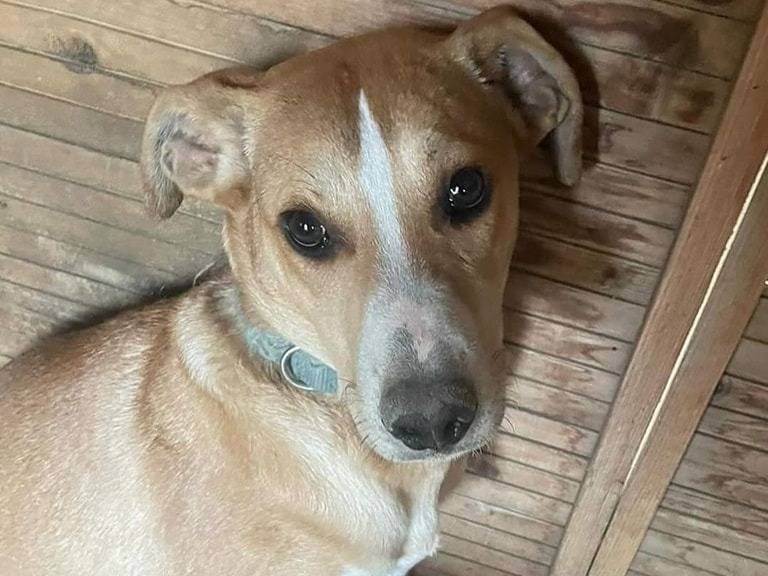 Adotta un cane, taglia piccola, maschio, Crotone