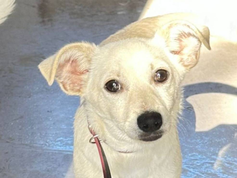 Adozione cane, femmina, Razza sconosciuta Razza sconosciuta, 1 anno e 2 mesi, taglia media contenuta, Crotone