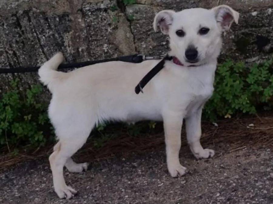 Adotta un cane, femmina, 1 anno e 2 mesi, Crotone