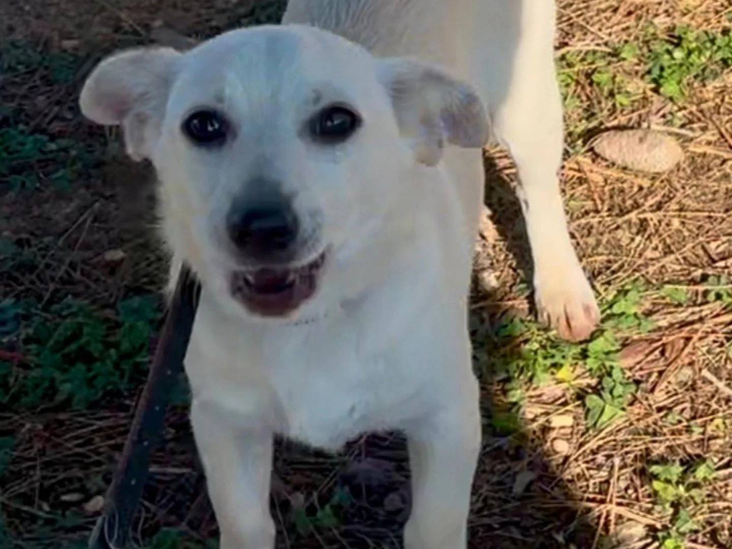 Adotta un cane, taglia media contenuta, femmina, Crotone