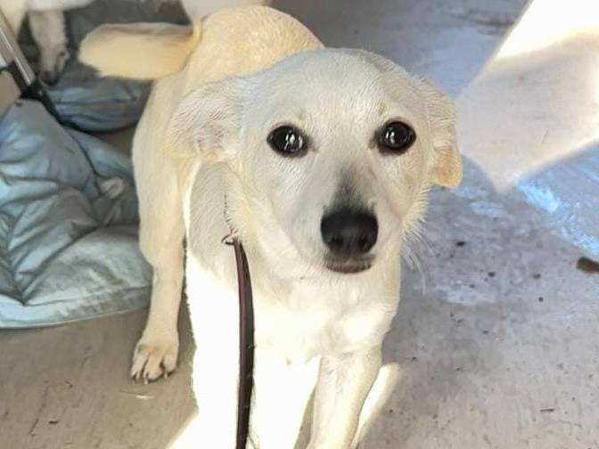 Vuoi adottare un cane a Crotone?