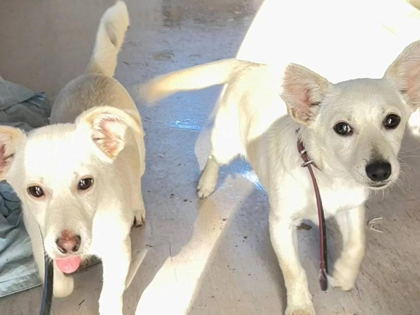 Adotta il cane MINNIE  a Crotone