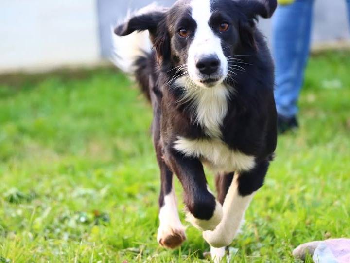 Adozione cane, maschio, Razza sconosciuta Razza sconosciuta, 1 anno e 3 mesi , taglia media contenuta, Cuneo
