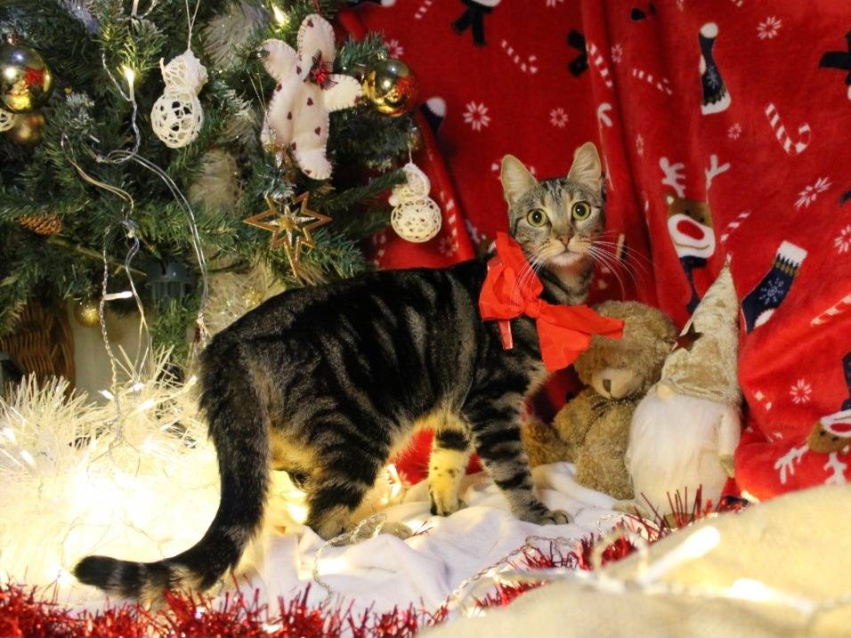 Adotta un gatto, taglia non valida, femmina, Bari