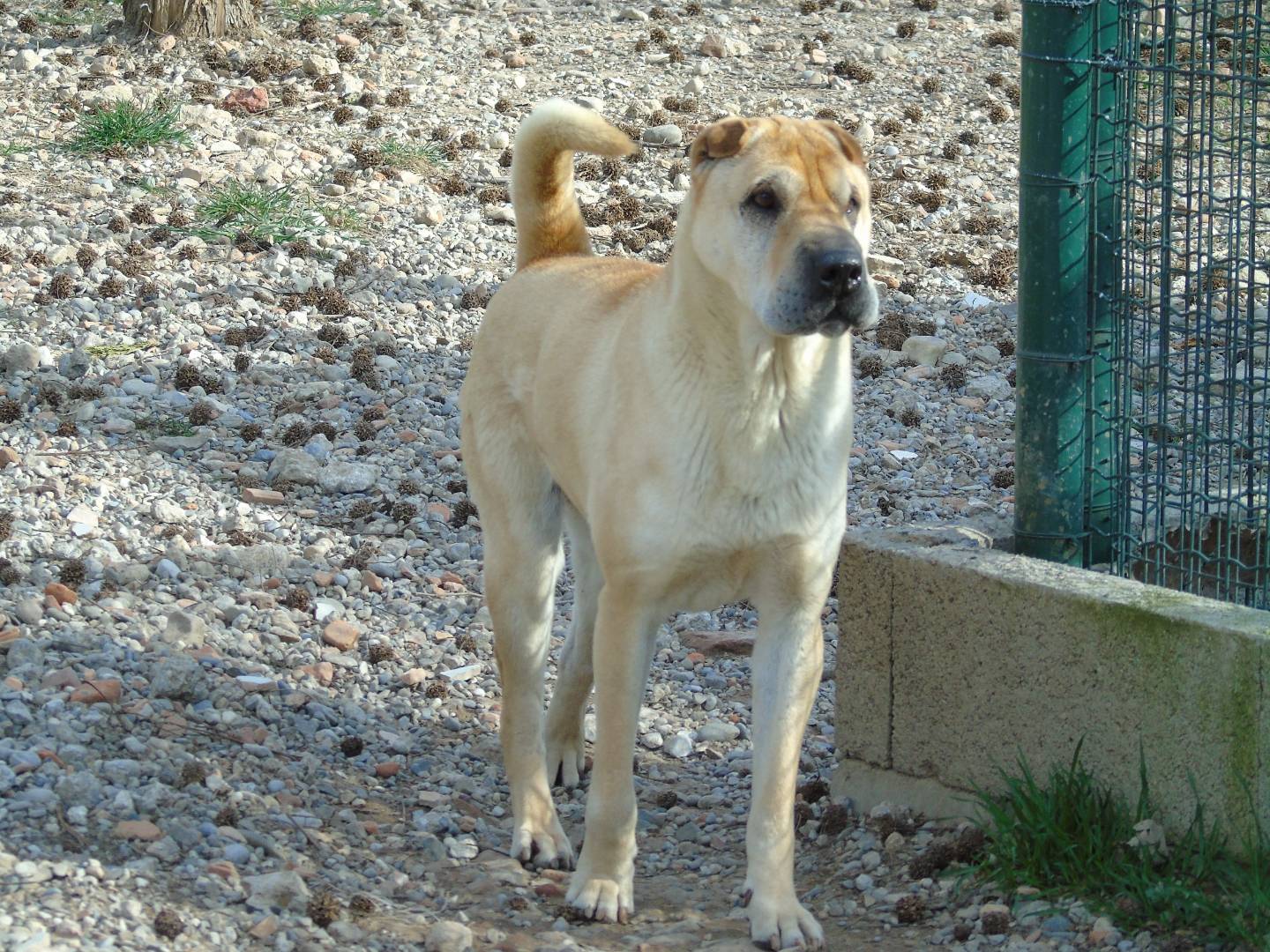 Adozione cane, maschio, Shar Pei Razza sconosciuta, 11 anni  e 8 mesi , taglia grande, Lodi