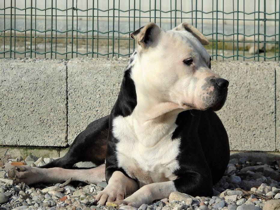 Foto dell'animale