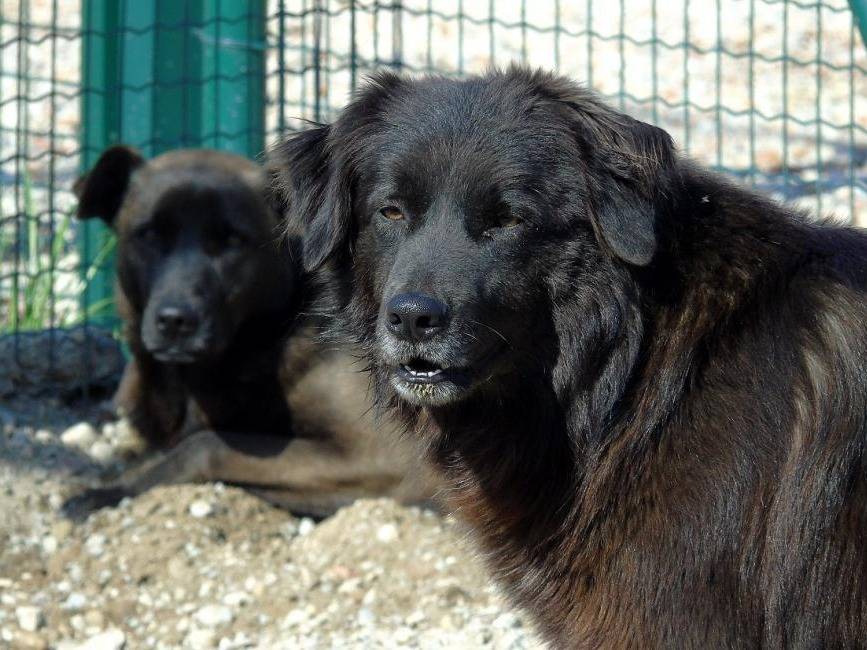 Adozione cane, maschio, Razza sconosciuta Razza sconosciuta, 10 anni  e 4 mesi , taglia media, Lodi