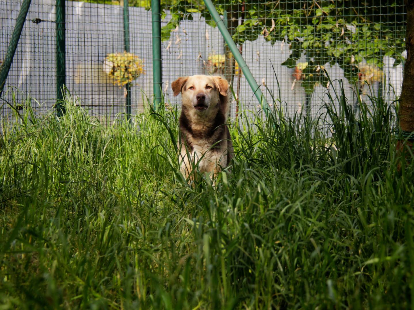 Adozione cane, maschio, Razza sconosciuta Razza sconosciuta, 6 anni  e 11 mesi , taglia grande, Lodi