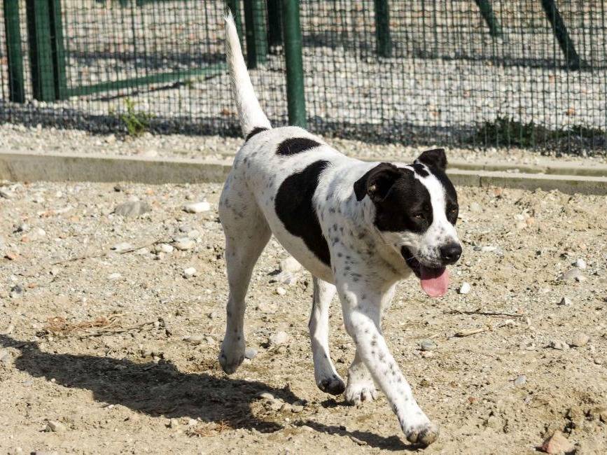 Adotta un cane, maschio, 2 anni  e 10 mesi , Lodi