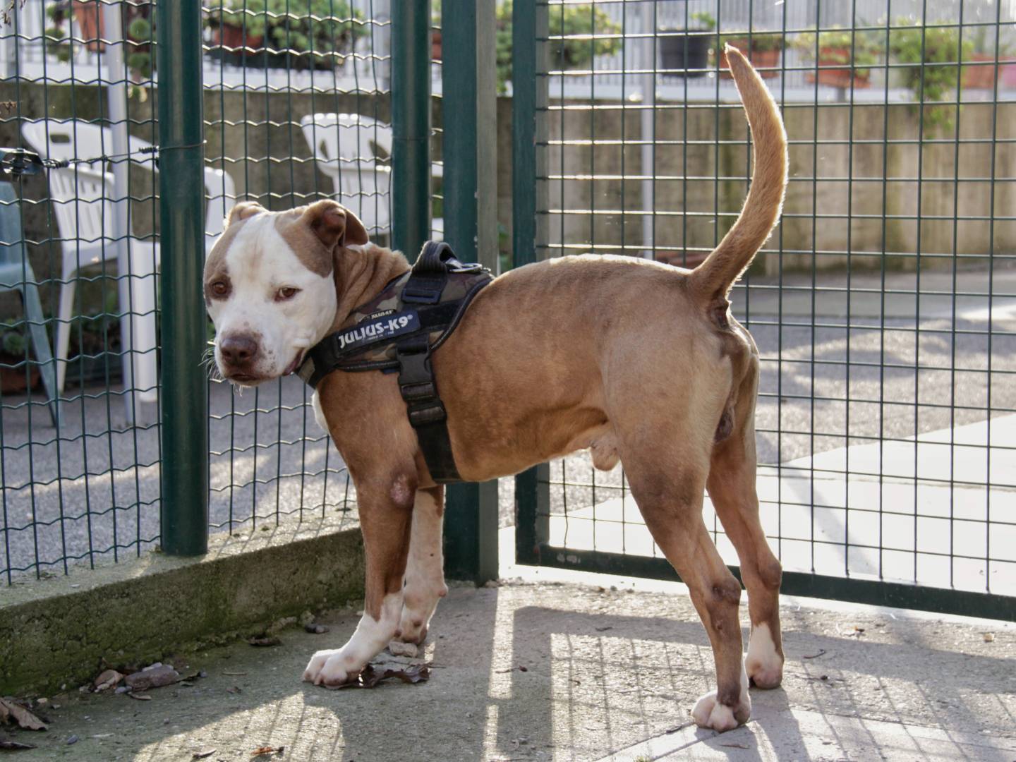 Adotta un cane, maschio, 9 anni  e 4 mesi , Lodi