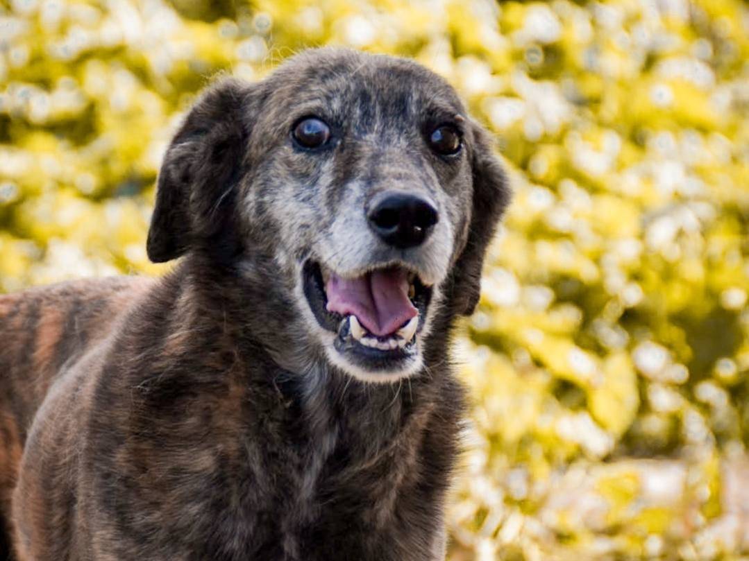 Foto dell'animale