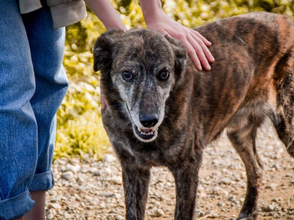 Adotta un cane, taglia media, maschio, Crotone
