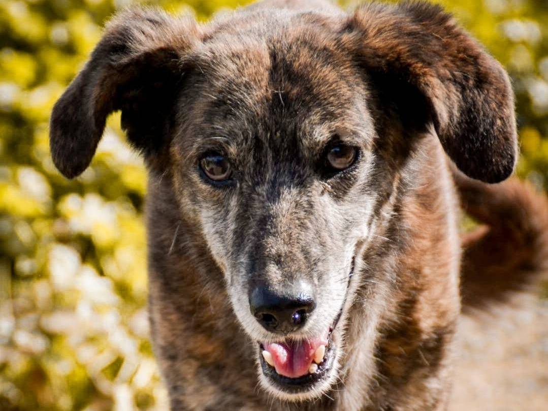 Vuoi adottare un cane a Crotone?