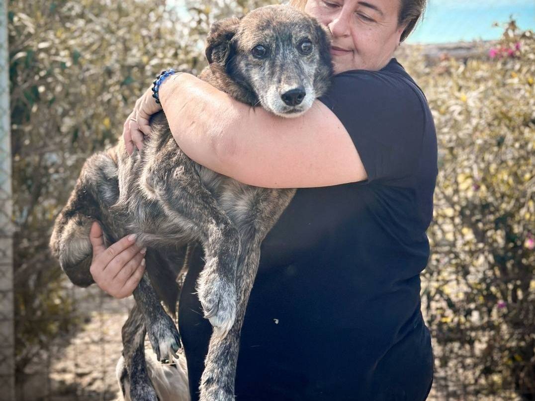 Adotta il cane BALTO a Crotone