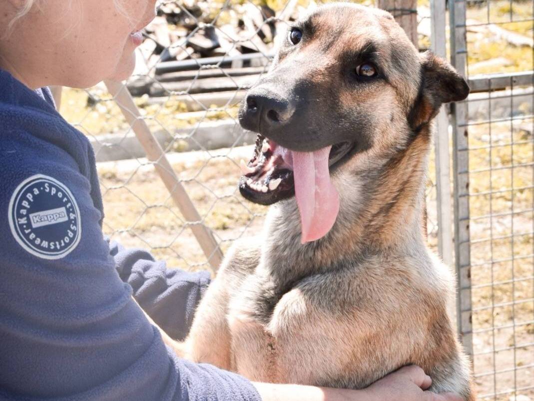 Foto dell'animale