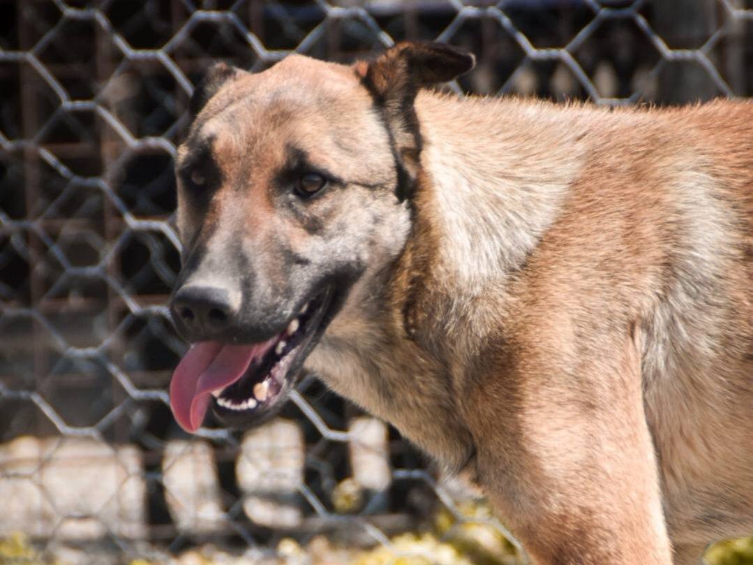 Adotta un cane, taglia grande, maschio, Crotone