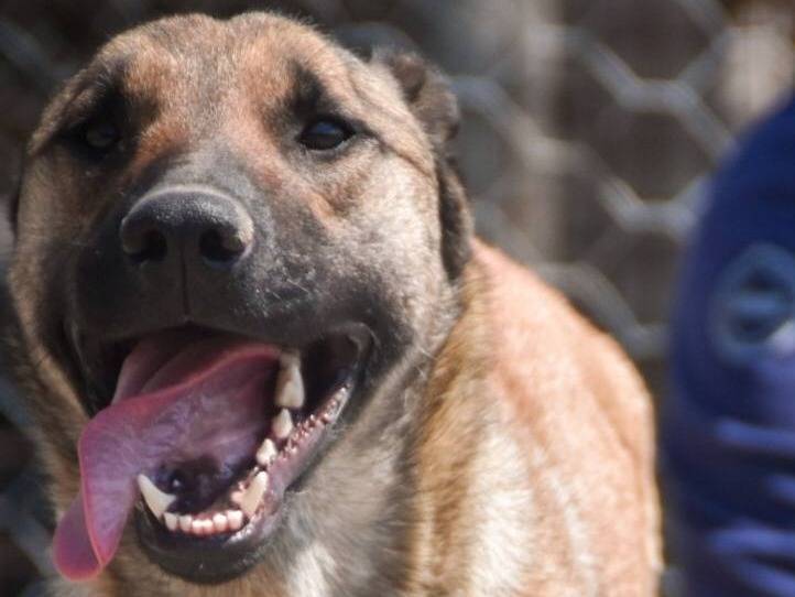 Vuoi adottare un cane a Crotone?