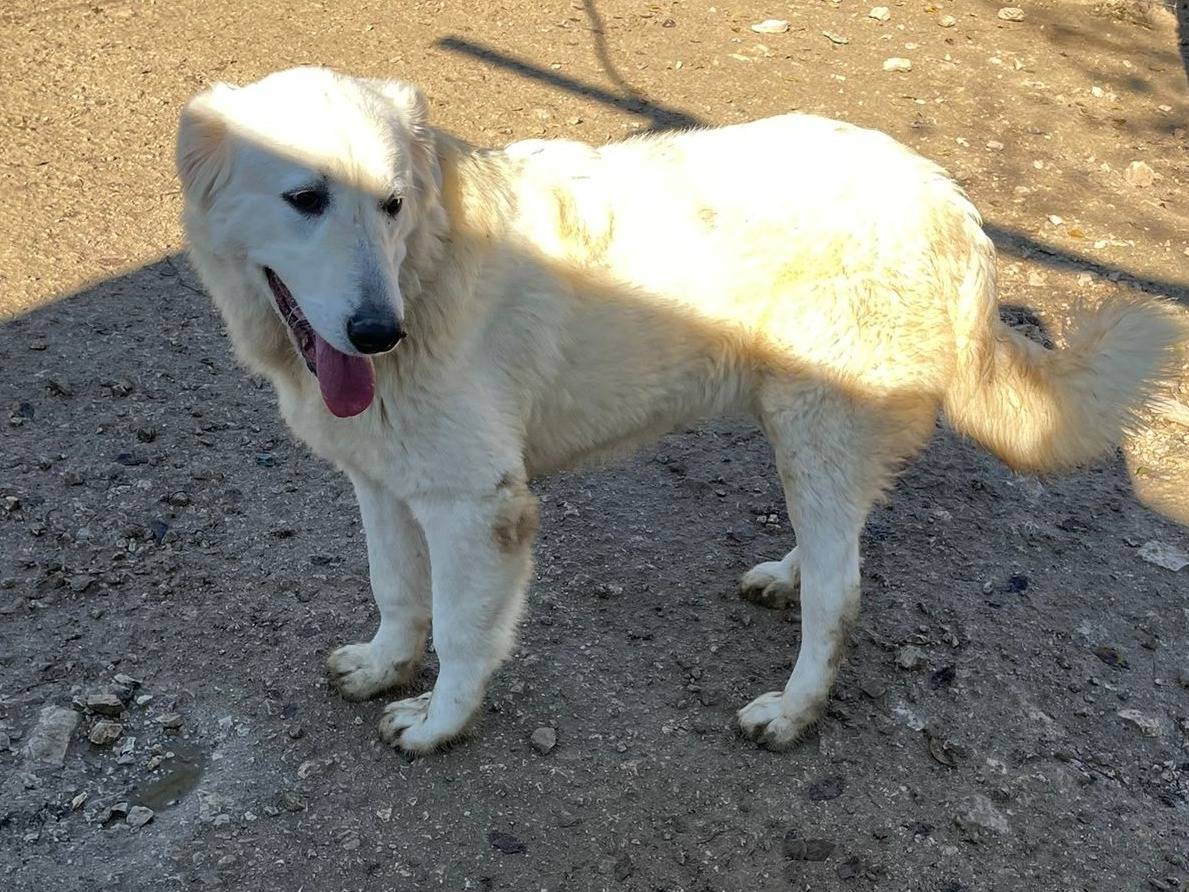 Adotta un cane, taglia grande, maschio, Frosinone