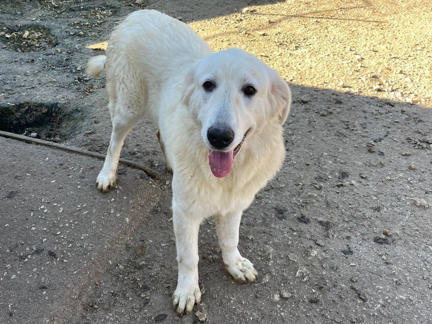 Vuoi adottare un cane a Frosinone?