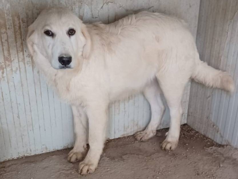 Adotta un cane, maschio, 1 anno e 8 mesi, Frosinone