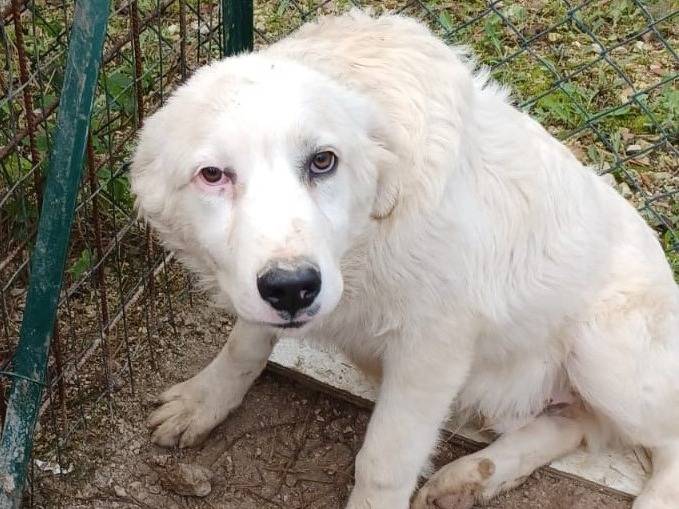 Adotta un cane, taglia grande, maschio, Frosinone