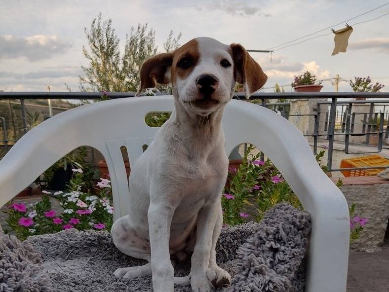 Adotta un cane, maschio, 3 mesi, Catania