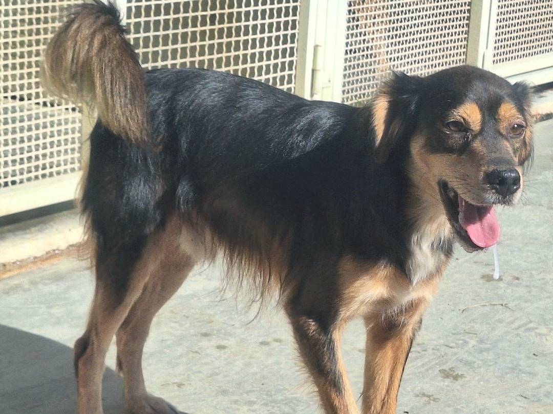 Foto dell'animale