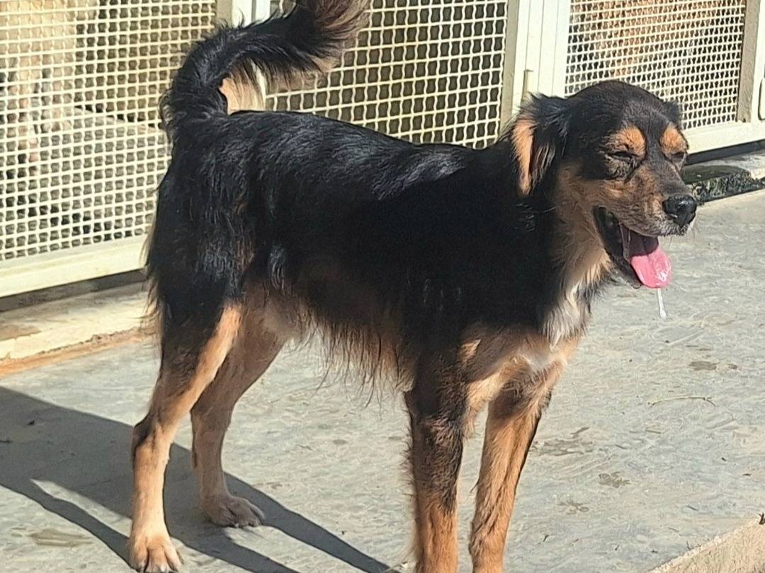 Adotta un cane, maschio, 5 anni  e 6 mesi , Teramo