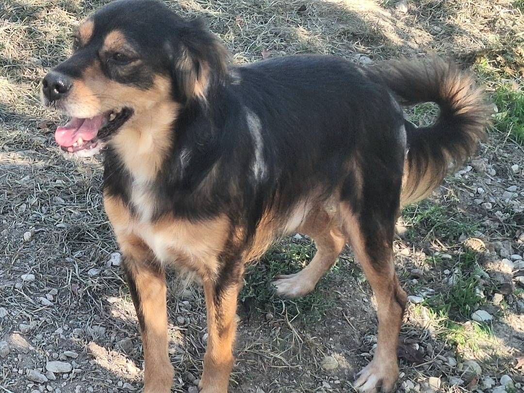 Adotta un cane, taglia piccola, maschio, Teramo