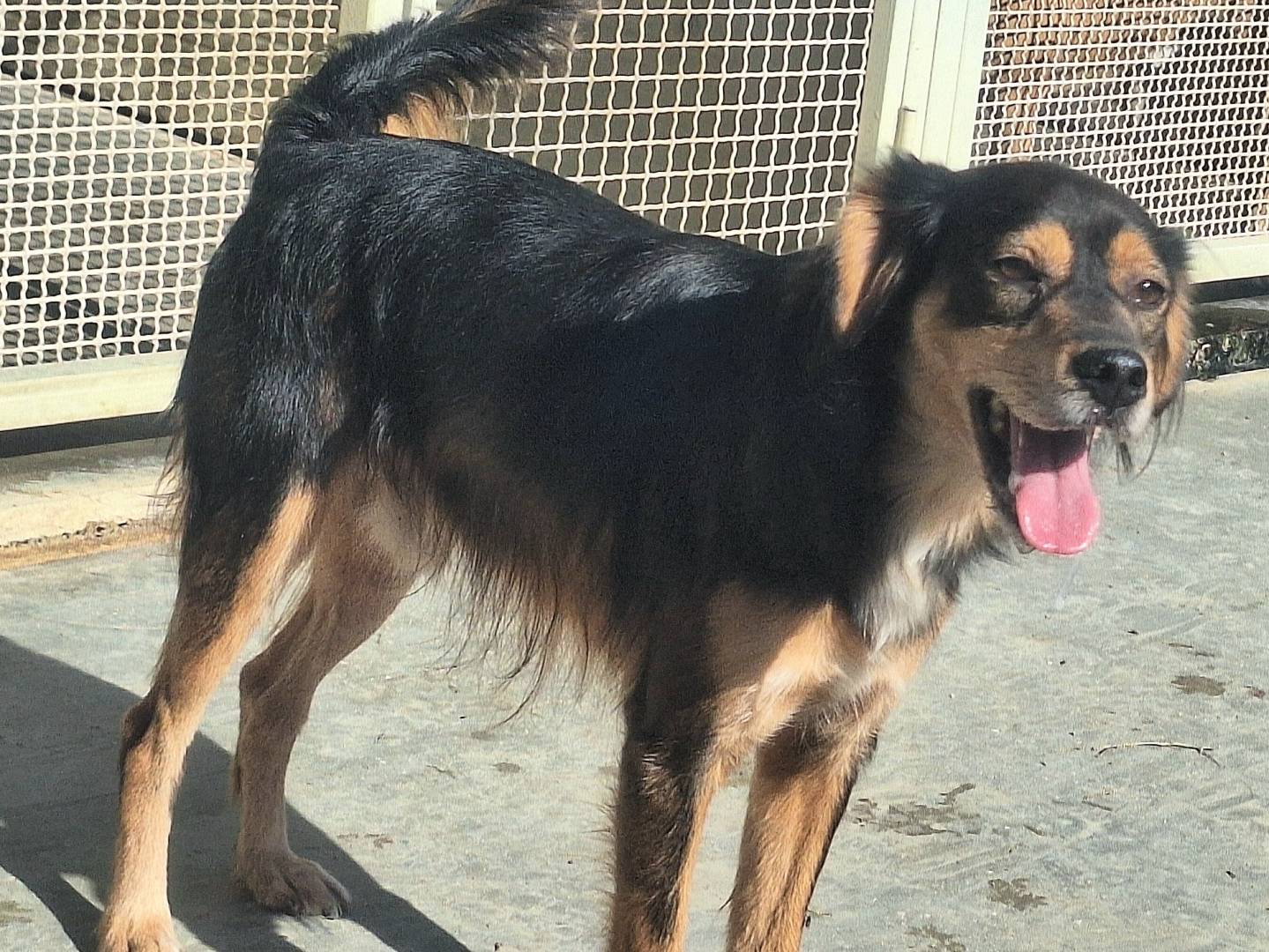 Vuoi adottare un cane a Teramo?