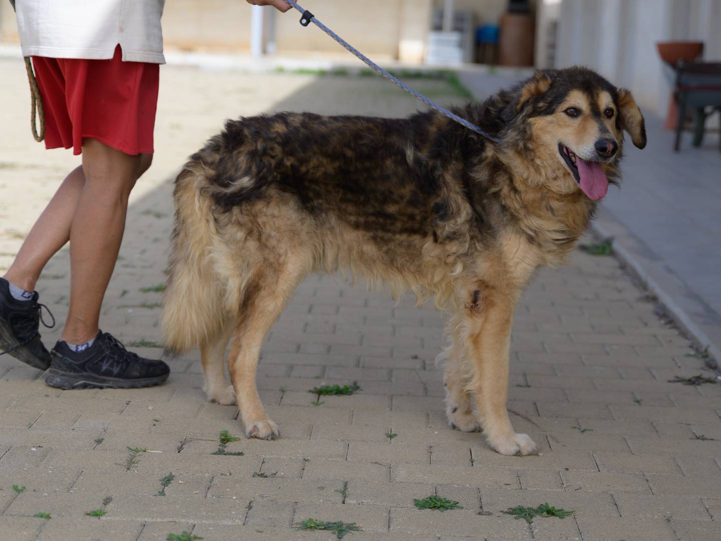 Adotta un cane, taglia grande, maschio, Bari