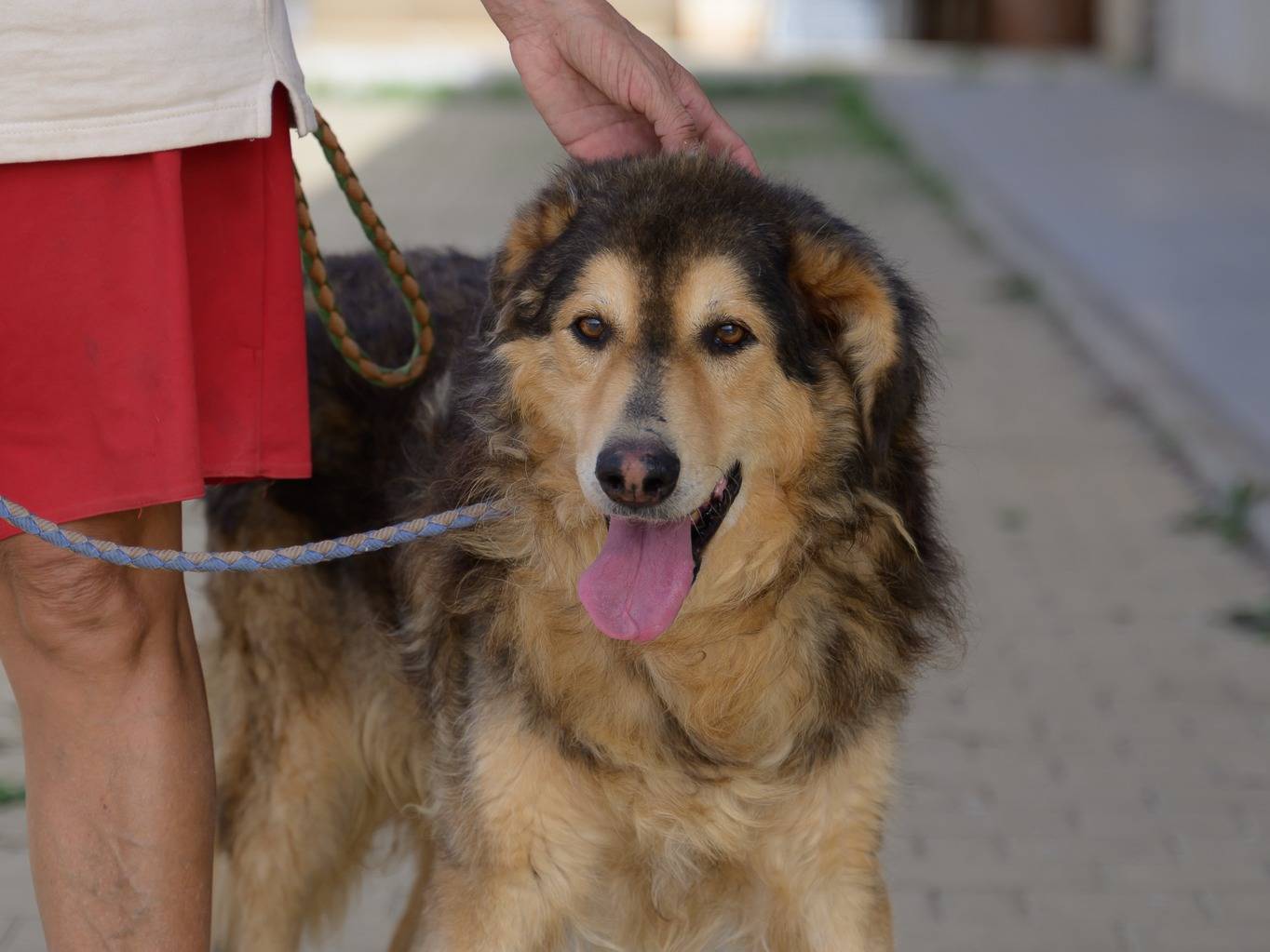 Vuoi adottare un cane a Bari?