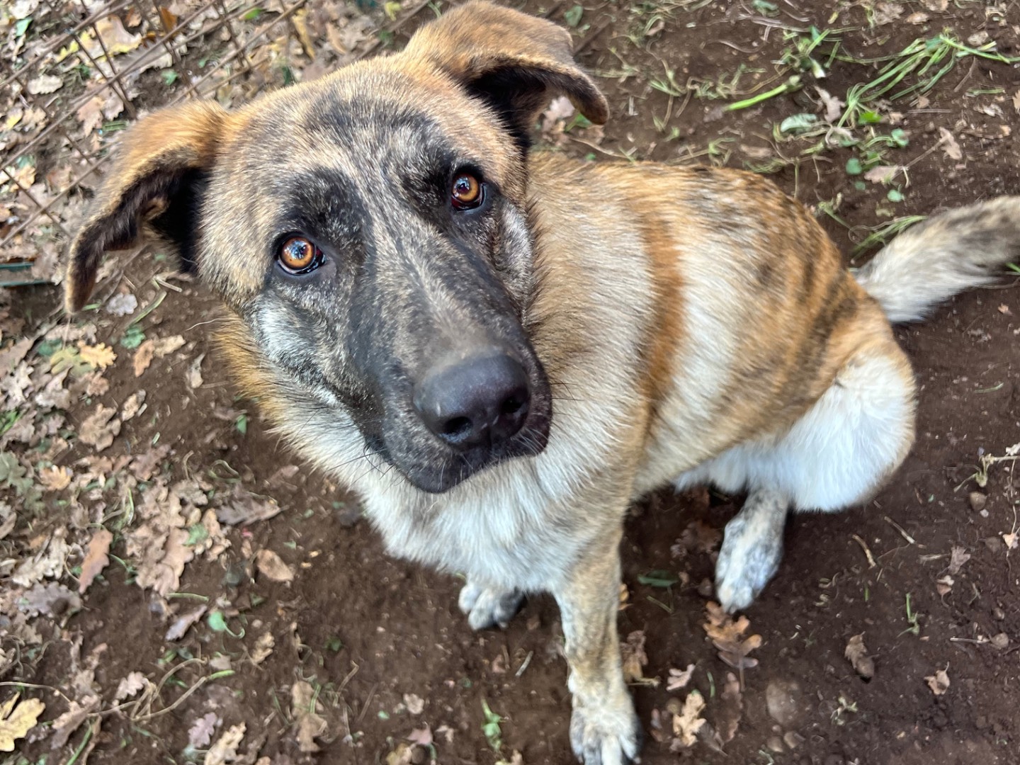 Adotta il cane Romeo a Roma