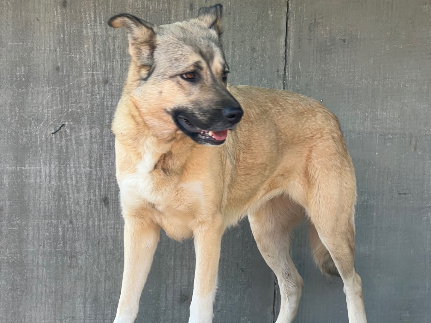 Adotta il cane Sally  a Roma