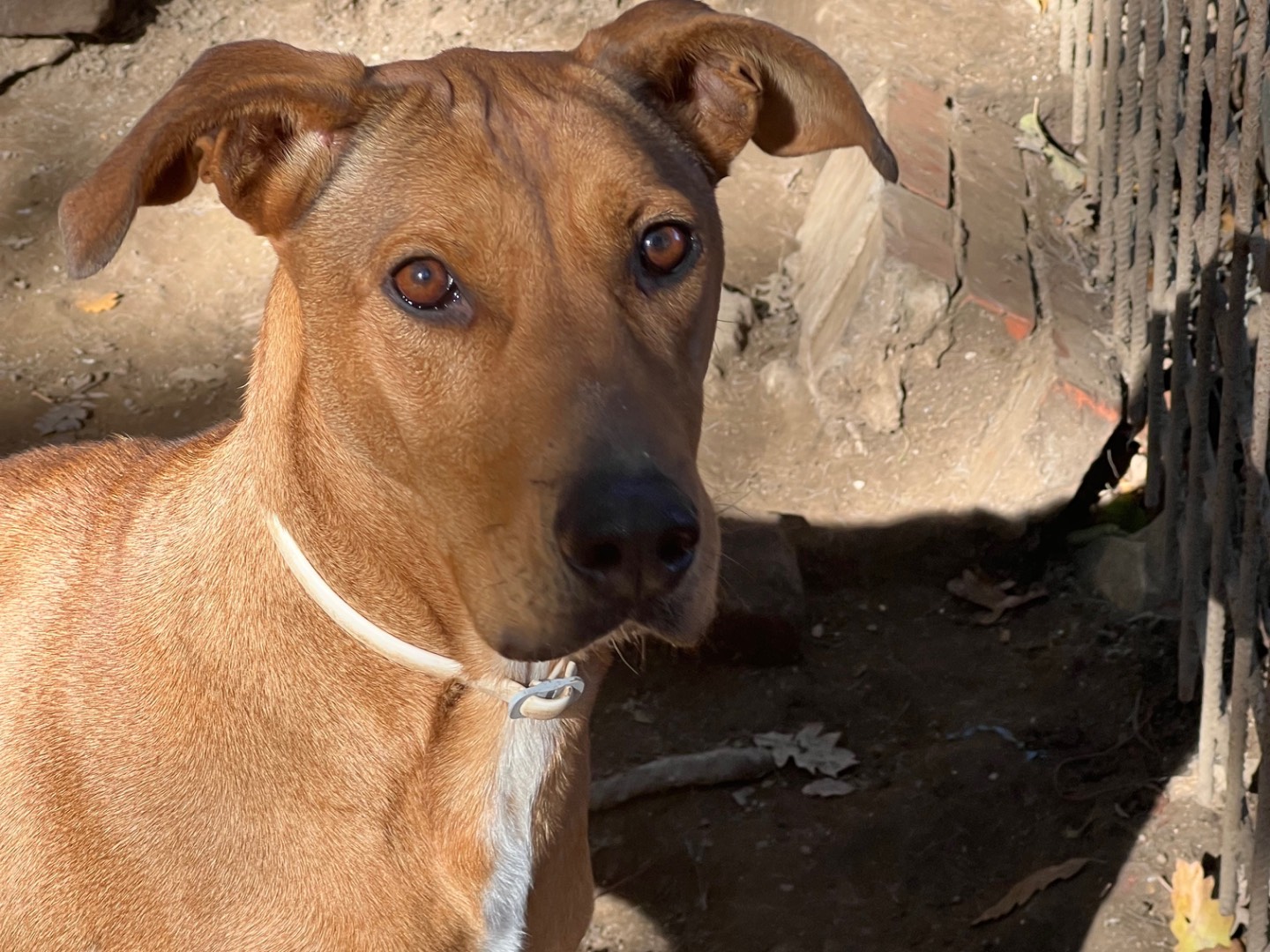 Foto dell'animale