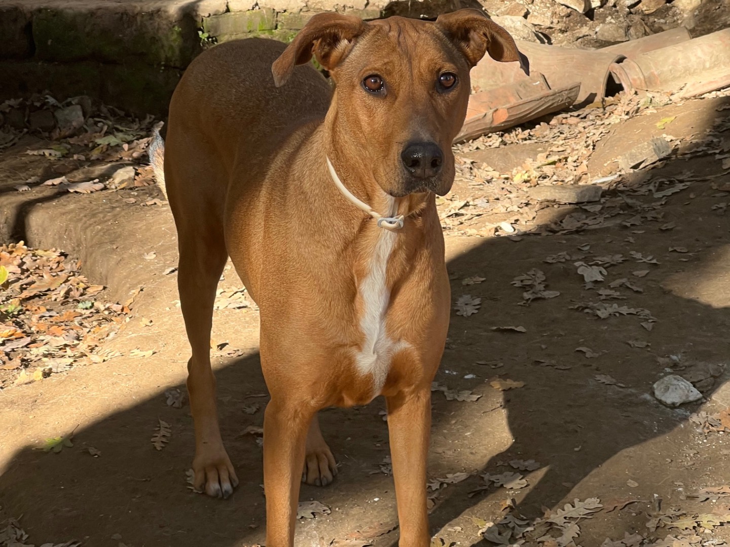 Adotta un cane, taglia grande, femmina, Roma