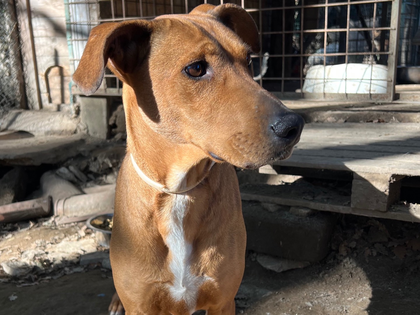 Adotta il cane Doroty a Roma