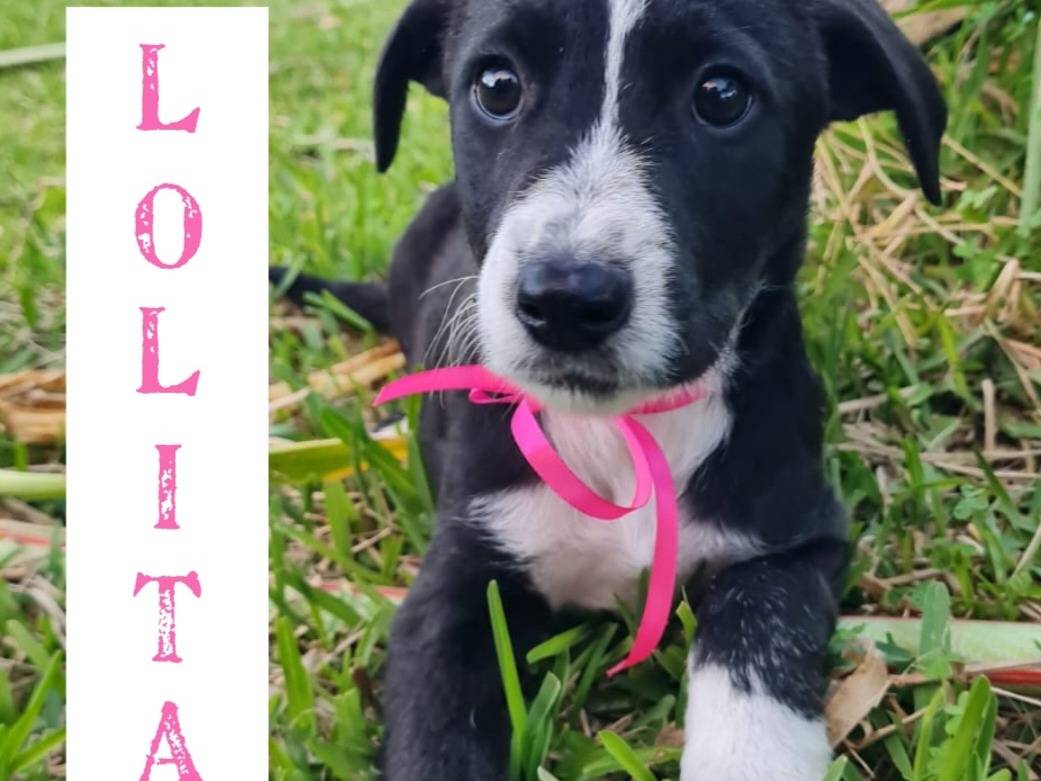 Adozione cane, femmina, Razza sconosciuta Razza sconosciuta, 9 mesi, taglia media, Trapani