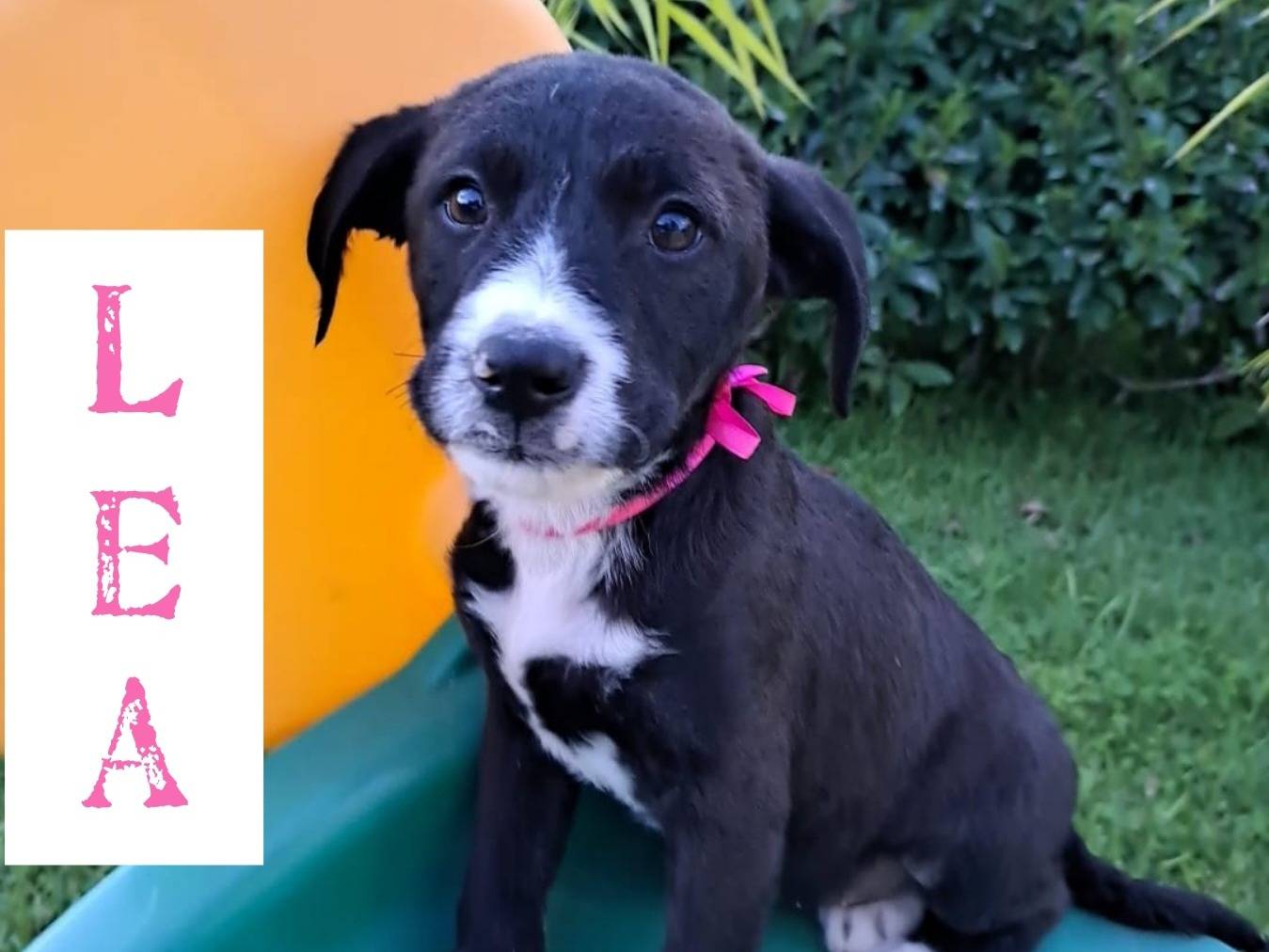 Adotta un cane, femmina, 9 mesi, Trapani