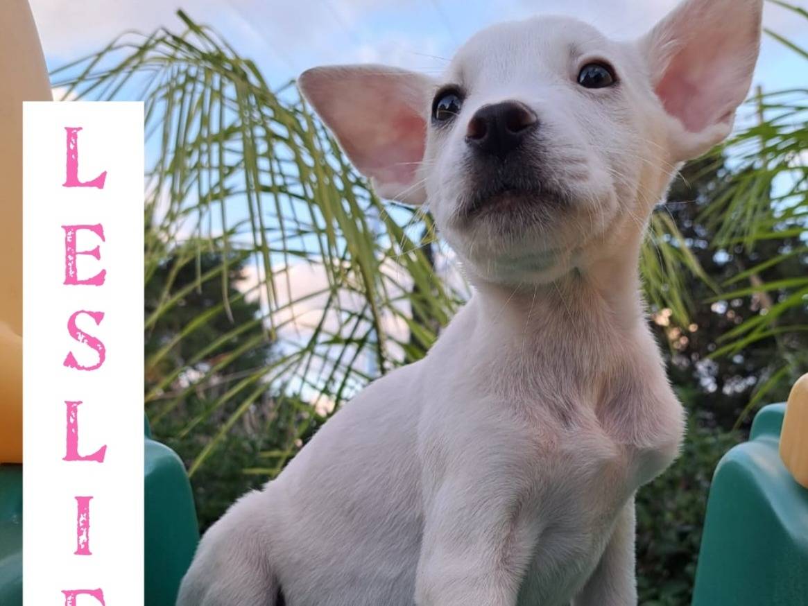 Adotta un cane, taglia media, femmina, Trapani