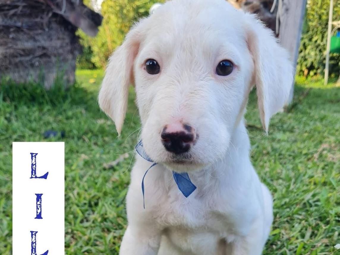 Adozione cane, maschio, Razza sconosciuta Razza sconosciuta, 11 mesi, taglia media, Trapani